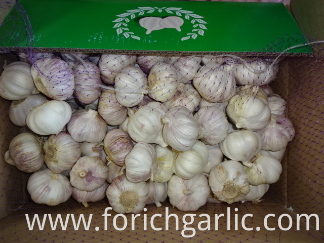 Normal Garlic Jinxiang